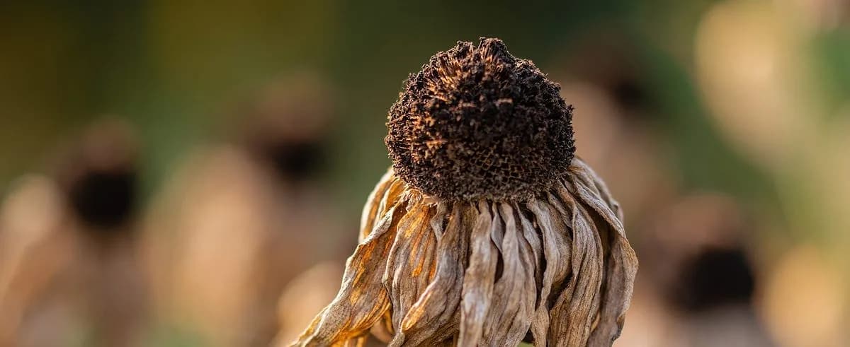 Lo malo en una flor fea
